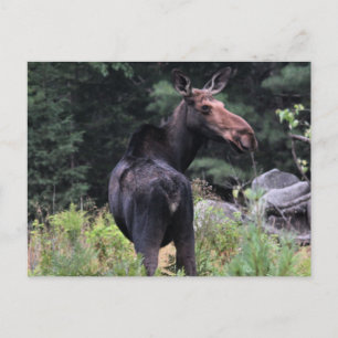 Kow Moose Vykort