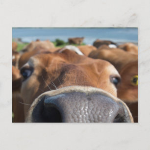 Kow Nose Closeup Vykort