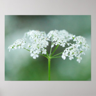 Kow Parsley Flower Poster