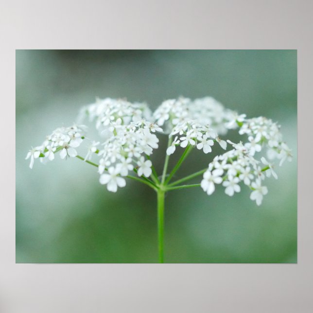 Kow Parsley Flower Poster (Framsidan)