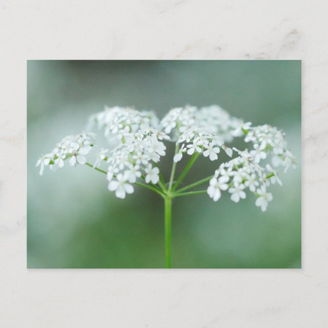 Kow Parsley Flower vycard Vykort (Framsida)
