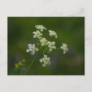 Kow Parsley Flower vycard Vykort