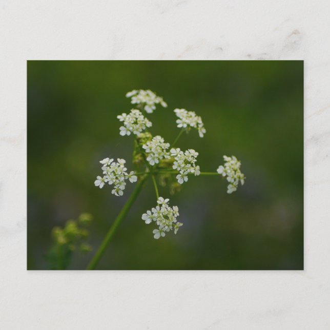 Kow Parsley Flower vycard Vykort (Framsida)