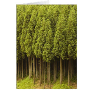 Koya Sugi Cedar Träd Hälsningskort