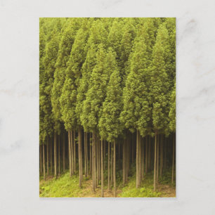 Koya Sugi Cedar Träd Vykort