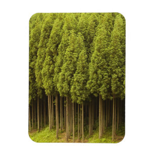 Koya Sugi cederträträd Magnet