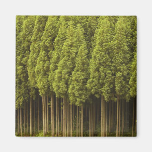 Koya Sugi cederträträd Magnet