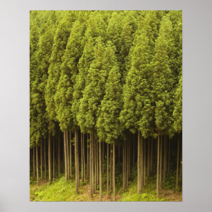 Koya Sugi cederträträd Poster