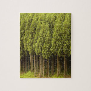 Koya Sugi cederträträd Pussel