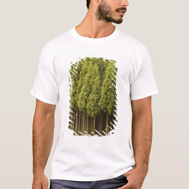Koya Sugi cederträträd T-shirt (Framsida)
