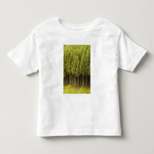 Koya Sugi cederträträd Tee