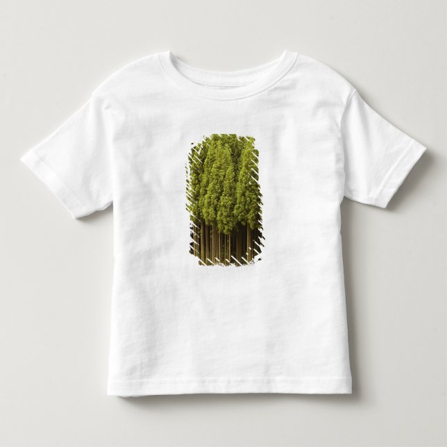 Koya Sugi cederträträd Tee (Framsida)