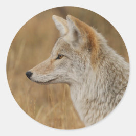 koyote runt klistermärke