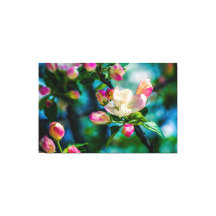 Krabapple-blommor och -knoppar