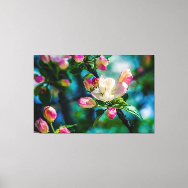 Krabapple-blommor och -knoppar canvastryck (Framsida)