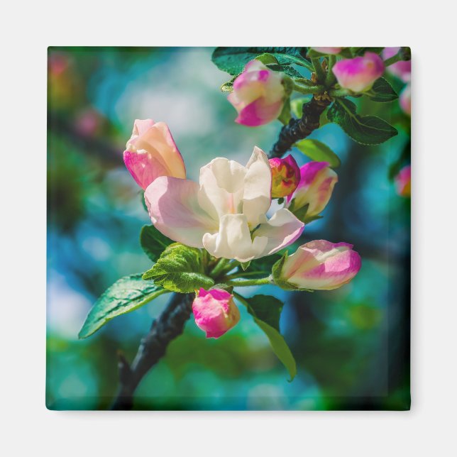 Krabapple-blommor och -knoppar magnet (Framsidan)