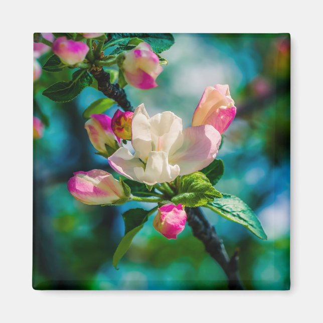 Krabapple-blommor och -knoppar magnet (Framsidan)