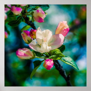 Krabapple-blommor och -knoppar poster