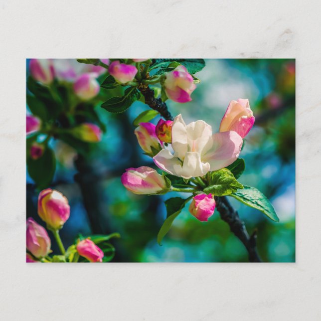 Krabapple-blommor och -knoppar vykort (Framsida)