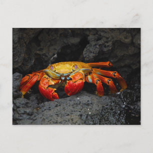 Krabba Grapsus Grapsus Från Galapagosöarna Vykort