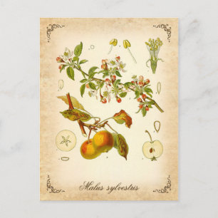 Krabbäpple - illustration av vintagen vykort