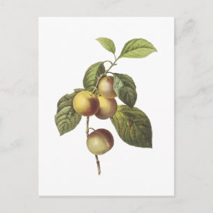 krabbäpple (Malus sp.) från Redouté Vykort