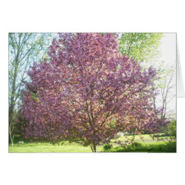 Krabbäpple Träd i Bloom Hälsningskort