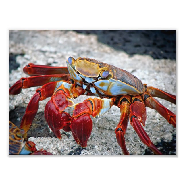 Krabbfoto Fototryck (Framsidan)