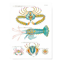 Krabbor och räkor, oavsett bakgrund