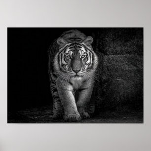 Kraft och närvaro - Monokrom Tiger Vilda Djur Poster