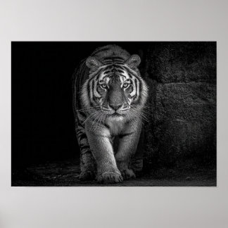 Kraft och närvaro - Monokrom Tiger Vilda Djur Poster