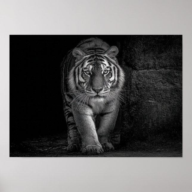 Kraft och närvaro - Monokrom Tiger Vilda Djur Poster (Framsidan)