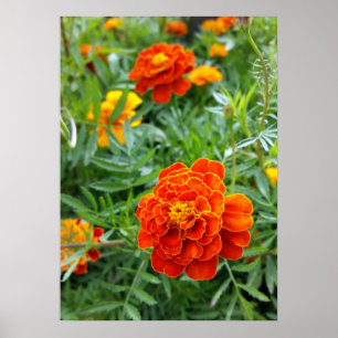 kraftig färgad marigold poster