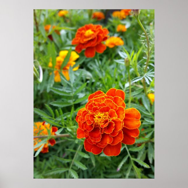 kraftig färgad marigold poster (Framsidan)