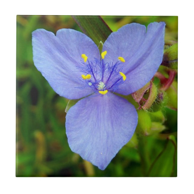 Kraftig Lila Spiderwort Blommigt Photo Ceramic Til Kakelplatta (Framsidan)