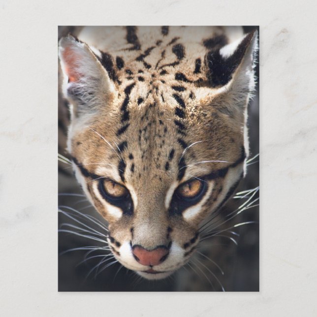 Kraftigt vykort (Framsida)