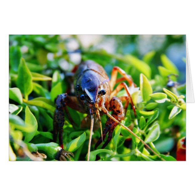 Kräftor Crawdads Crayfish Hälsningskort (Framsidan Horizontal)