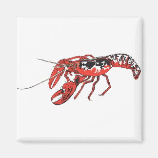 kräftor magnet