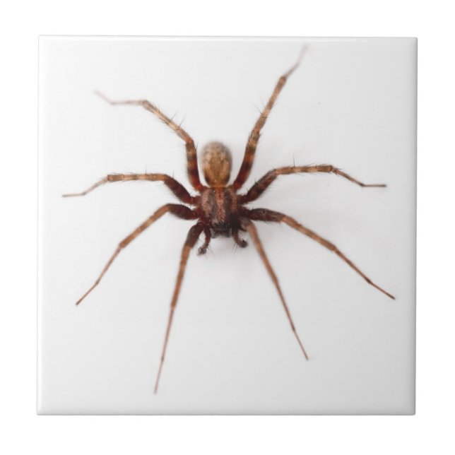 Kräftspider Kakelplatta (Framsidan)