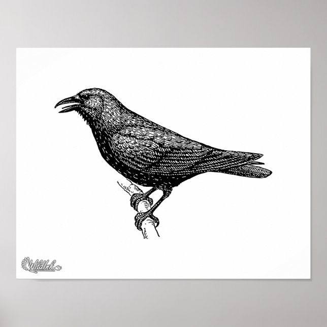 Kråka Bird Art Poster (Framsidan)