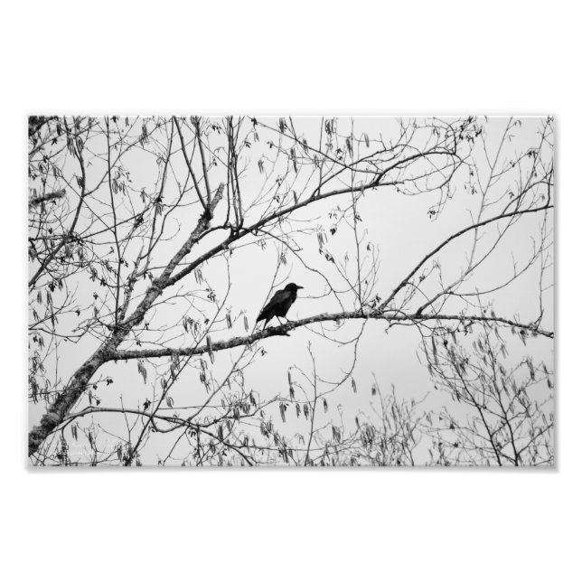 Kråka i Birch Träd Fototryck (Framsidan)