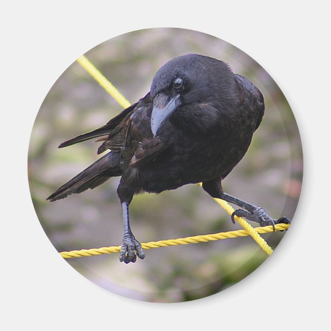 Kråka i Crossways Magnet (Framsidan)