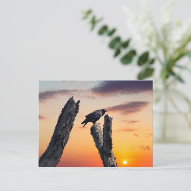 Kråka i Sunrise Vykort (Stående Fram)