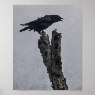 Kråka Poster