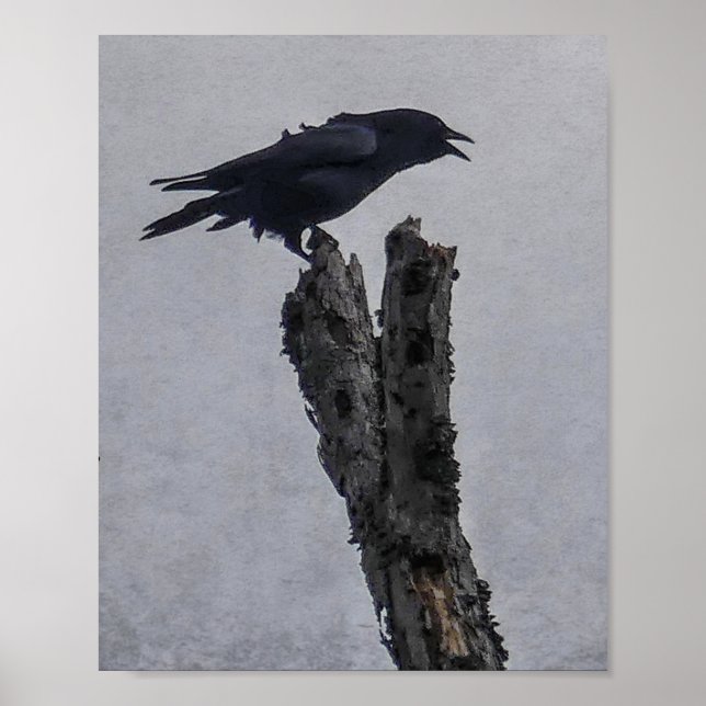 Kråka Poster (Framsidan)