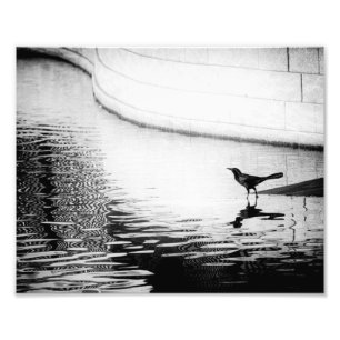 Kråka reflekterad i vatten - B&W fotograferar Fototryck