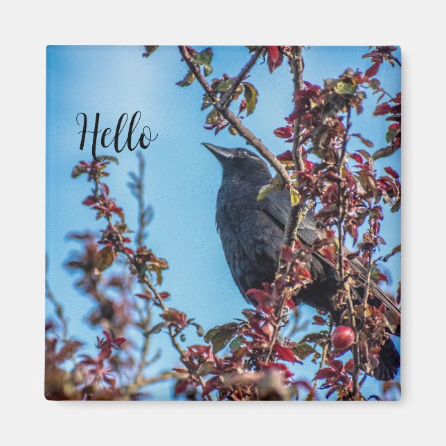 Kråka Säger Hej  Magnet (Framsidan)