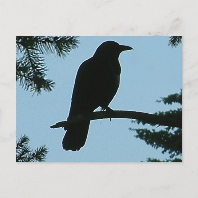 KRÅKA SITTA i TRÄD Vykort (Framsida)