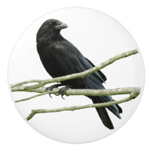 Kråkaenhetsknopp Knopp