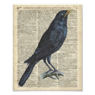 Kråkavintageillustration på den gammala fototryck